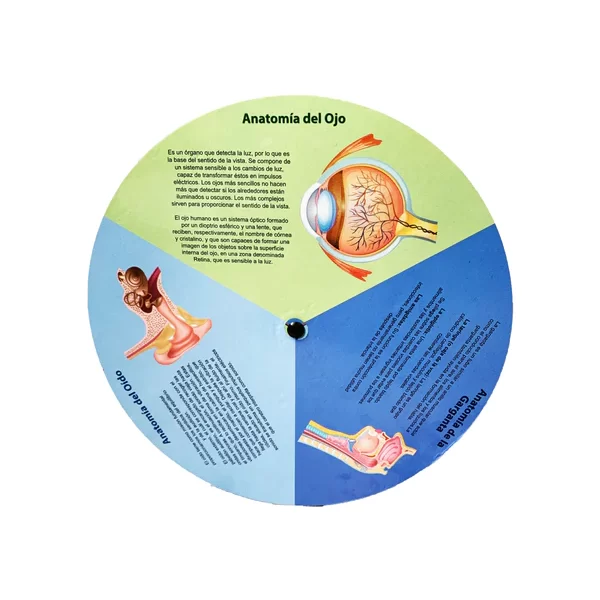 3172 MAQUETA OJO HUMANO Mundo Didáctico