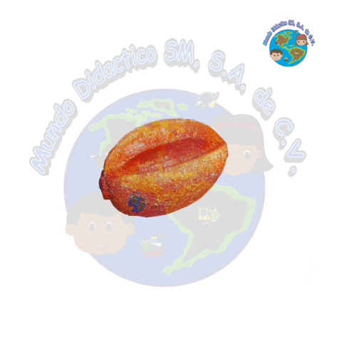 F728 Replica de Alimentos- Mamey FRUTA DE PLÁSTICO DIDÁCTICA frutas educativas, didácticas, material didáctico, juego simbólicos, juegos de compras, alimentos de juguete, frutas de plástico, frutas de vinil, preescolar, primaria, nutrición, salud, promociones, ofertas, descuentos, mejores precios, mayoreo, envíos a toda la republica, mundo didáctico, centro histórico cdmx, neza.
