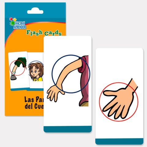 6020 FLASH CARDS PARTES DEL CUERPO